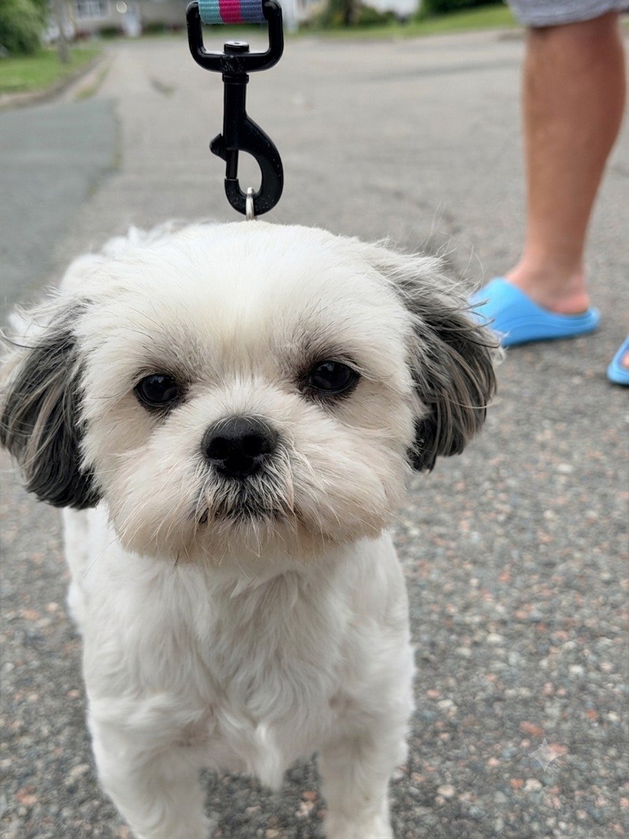 An everyday phone photo of a white Shih Tzu